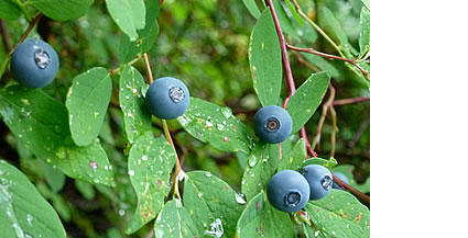 Photo of Huckleberries