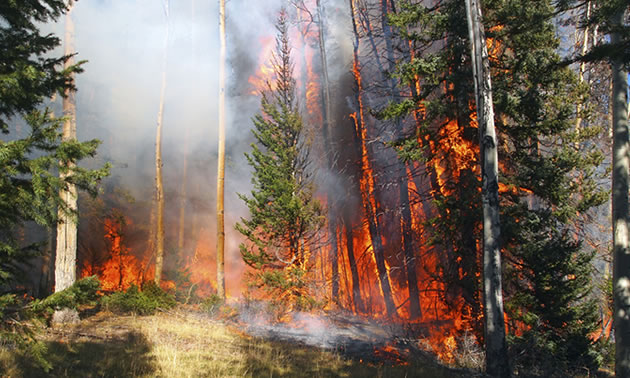 A forest fire raging though a stand of trees. 