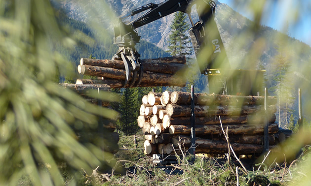 Looking through the trees at a logging truck getting loaded with sawlogs. 