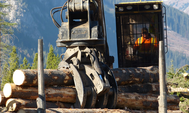 A driver sitting in a loaded logging truck. 