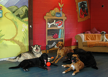 Dogs gathered around in the doggy day care