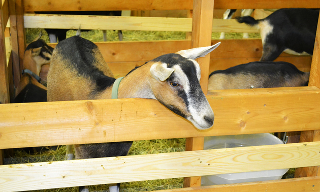 goat at the fall fair