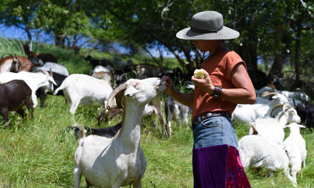 Cailey Chase feeds one of her goats