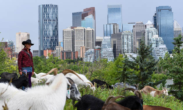 A trip of goats graze in the City of Calgary. 