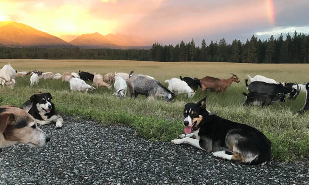 A trip of goats and herding dogs. 