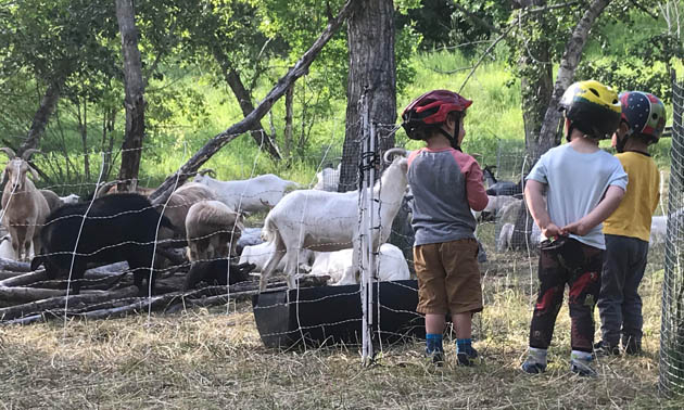 Three little boys standing and watching the goats. 