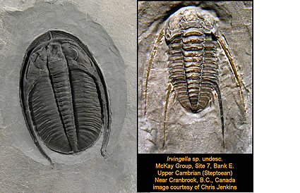Photo of Trilobites