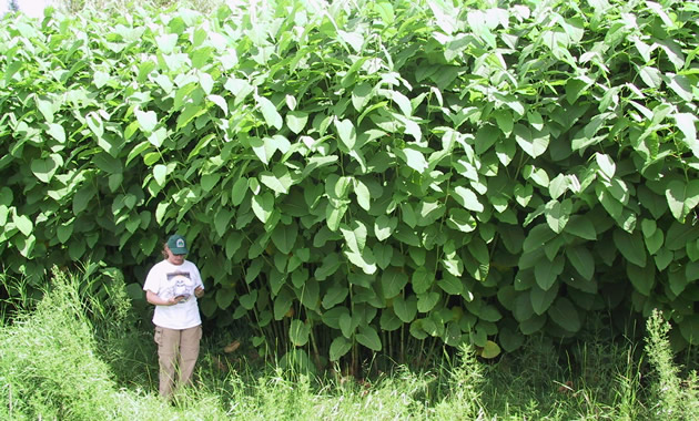 A woman stands beneath a thicket of green knotweed which towers over her.