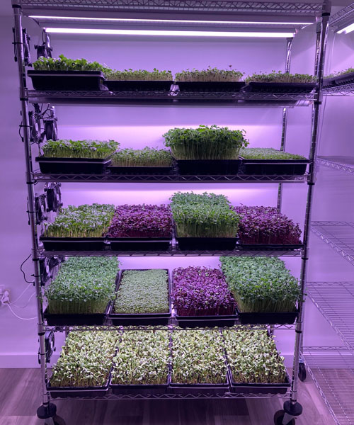 Shelves full of microgreens in various growing stages. 