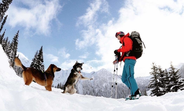 a lady skiing with her two dogs playing beside her