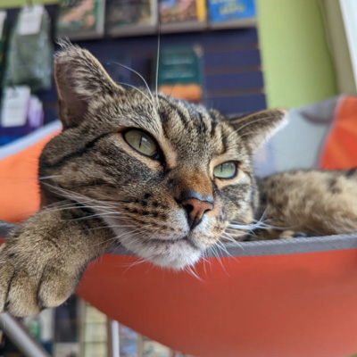 Max the Cat relaxing, with books visible behind him. 