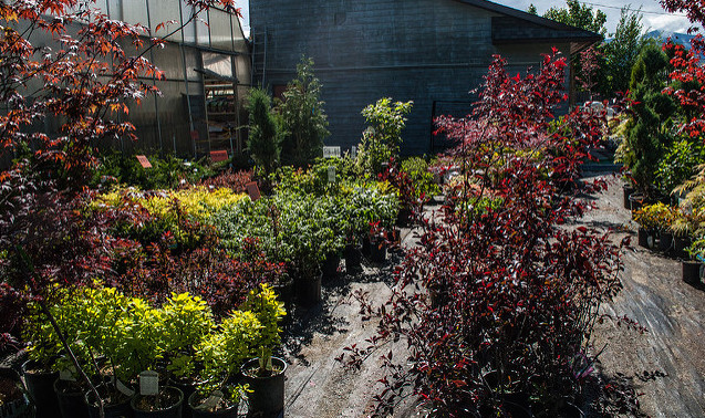 Shrubs and trees in pots are lined up for sale at the Morris Flowers Garden Centre in Creston, B.C.