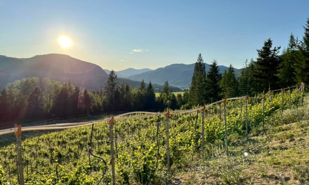 Expansive view of Mountain Soul Vineyard showing vines and distant mountains. 