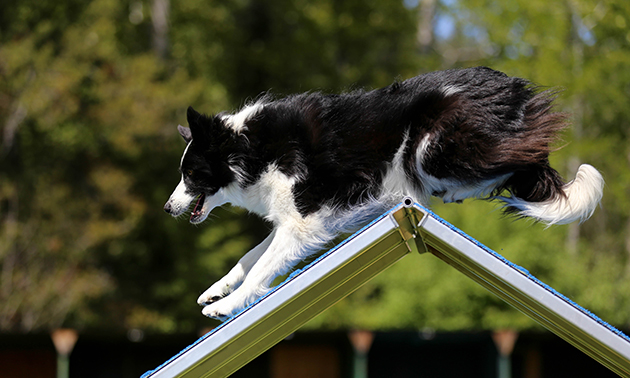 A border collie performing agility. 