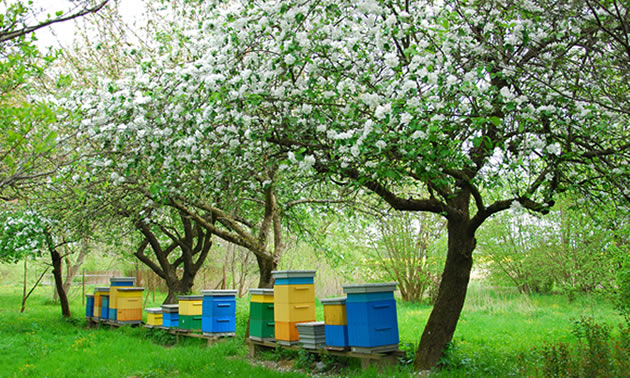 Colourful beehives are lined up underneath blooming apple trees.