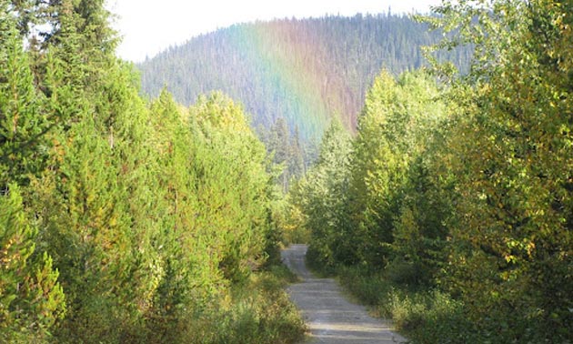 Rainbow at end of dirt road, trees on either side. 