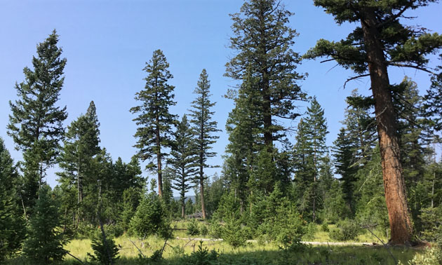 Mixed Douglar-fir forest. 