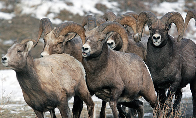 A herd of big-horn sheep are running across a road.