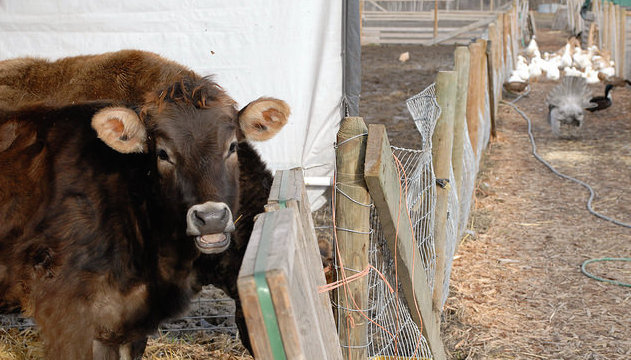 A photo of a cow in a pen and ducks walking down the lane near the cow.