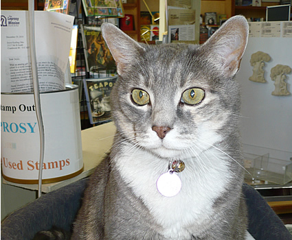 Rosie the cat at Lotus Books in Cranbrook, BC