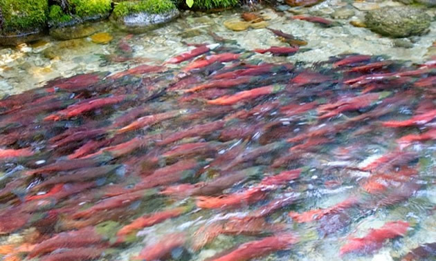 Salmon swimming up stream