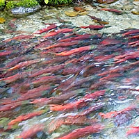 Salmon swimming up stream