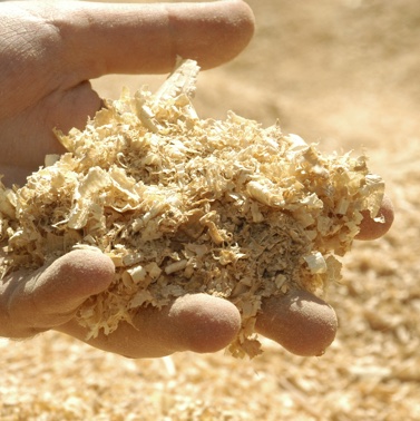 A hand holding sawdust.