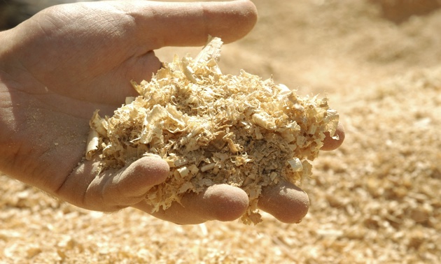 A hand holding sawdust.