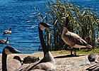 canada geese near a lake and wetland area