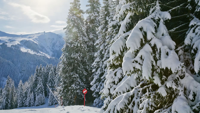 Trees covered in snow along an alpine ski run.