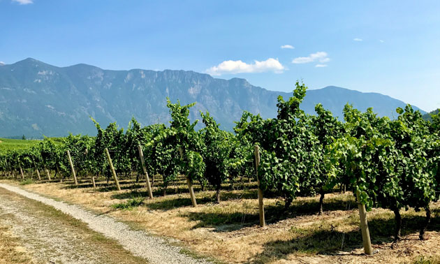 Vineyard in foreground, distant mountains on sunny day in background. 