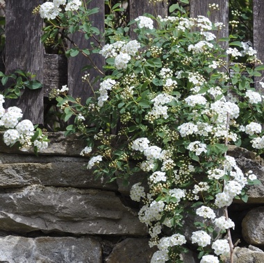 A Spirea shrub hanging over a rock wall. 
