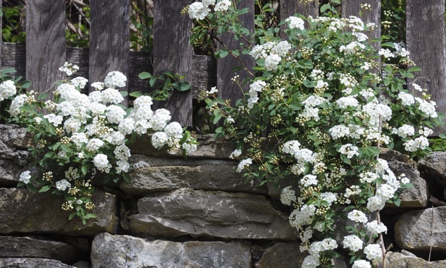 A Spirea shrub hanging over a rock wall. 