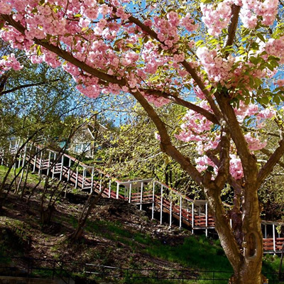 Picture of covered staircases, with pink blossom trees in foreground. 