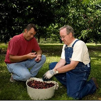 Flathead Cherry Growers Association members examine their crop. 
