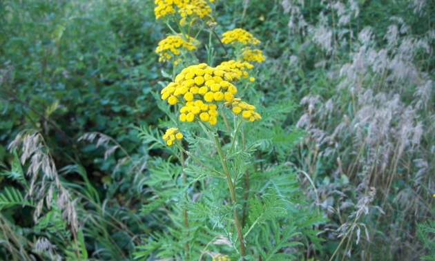 common tansy growing in the wild