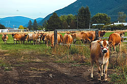 Cattle on a farm