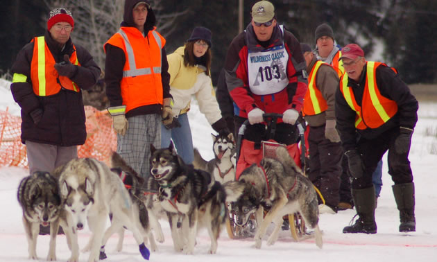 Photo of a man with a dogsled team at the start of a race.