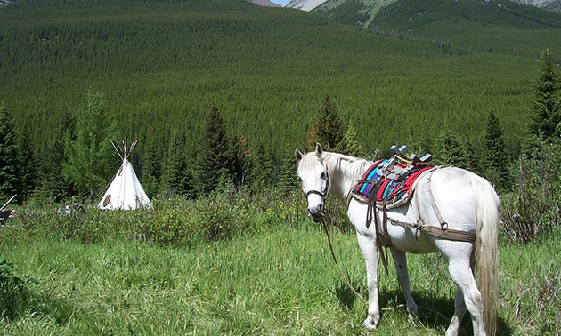 Photo of a horse and a teepee in the mountains of BC