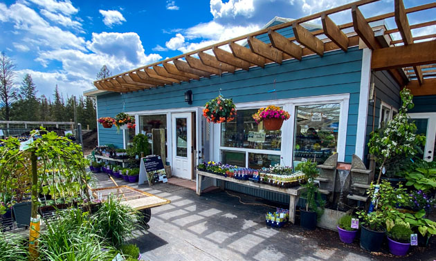 Outside of garden centre, showing low-roof building painted aqua blue with white trim, plants in pots. 