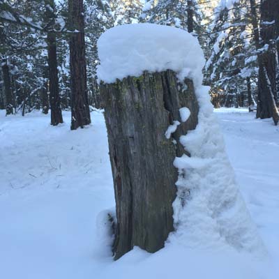 Winter scene, forest in background, stump covered in snow in foreground. 