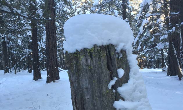 Winter scene, forest in background, stump covered in snow in foreground. 